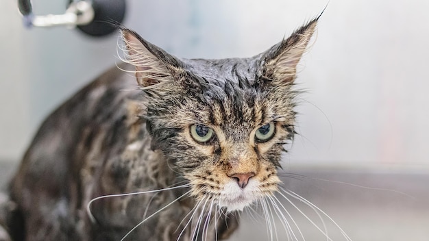 Maine Coon cat looking at camera at professional grooming service after washing