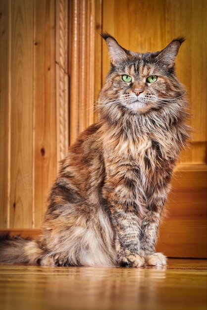 Maine Coon cat portrait on the wooden backgrounds in the house