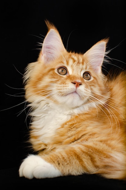 Maine Coon cat of red color, with fluffy red hair, on a black background. He has a long mustache and tail and very large paws, fluffy hair. Maine Coon kitten who is 2 months old.