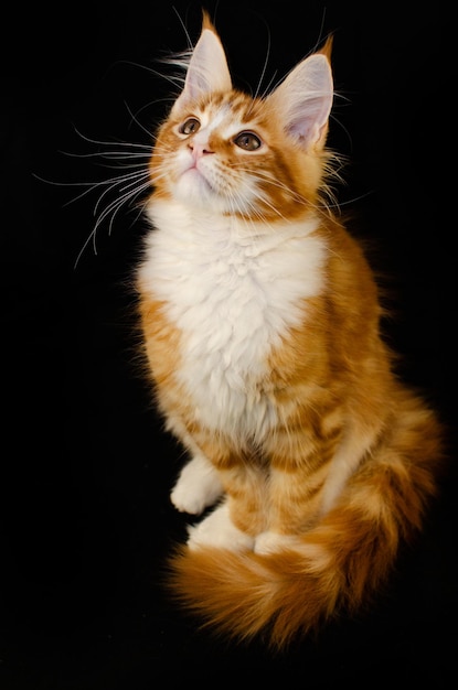 Maine Coon cat of red color, with fluffy red hair, on a black background. He has a long mustache and tail and very large paws, fluffy hair. Maine Coon kitten who is 2 months old.