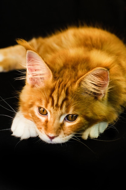 Maine Coon cat of red color with fluffy red hair on a black background