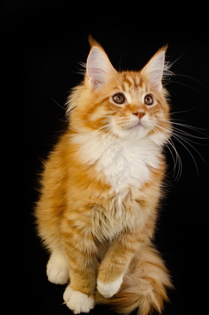 Maine Coon cat of red color with fluffy red hair on a black background