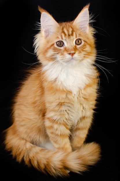 Maine Coon cat of red color with fluffy red hair on a black background