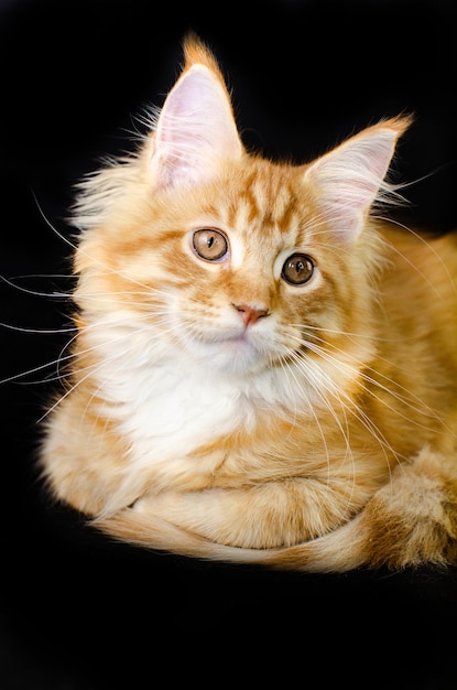 Maine Coon cat of red color with fluffy red hair on a black background