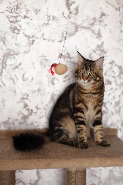 Maine Coon cat sitting in front of white background Cat sitting