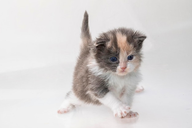 Maine Coon Cat