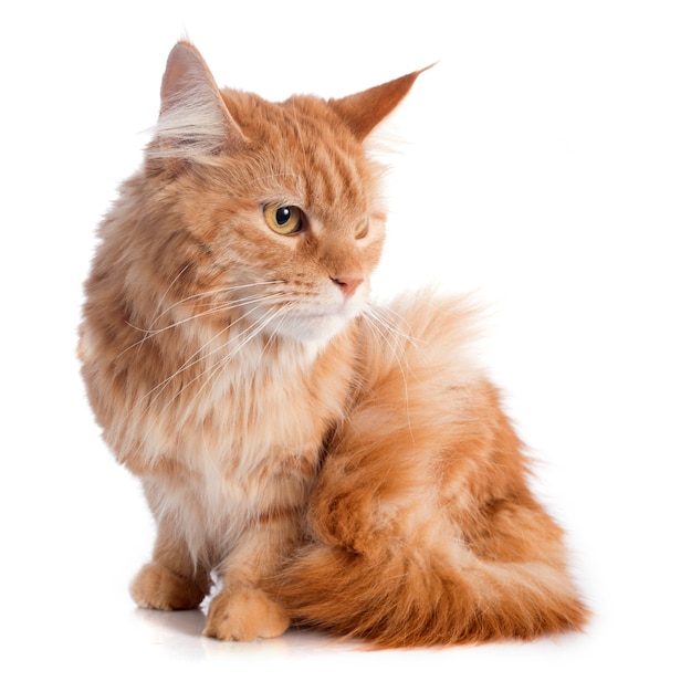 maine coon cat