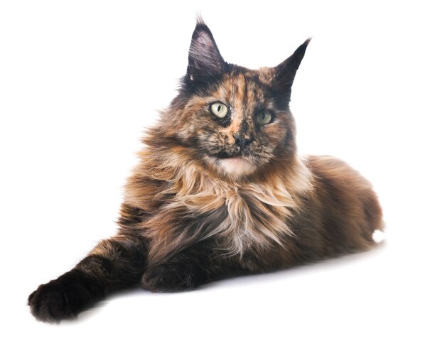 maine coon cat