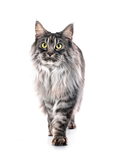 Maine coon cat