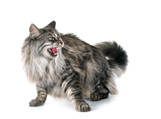 Maine coon cat