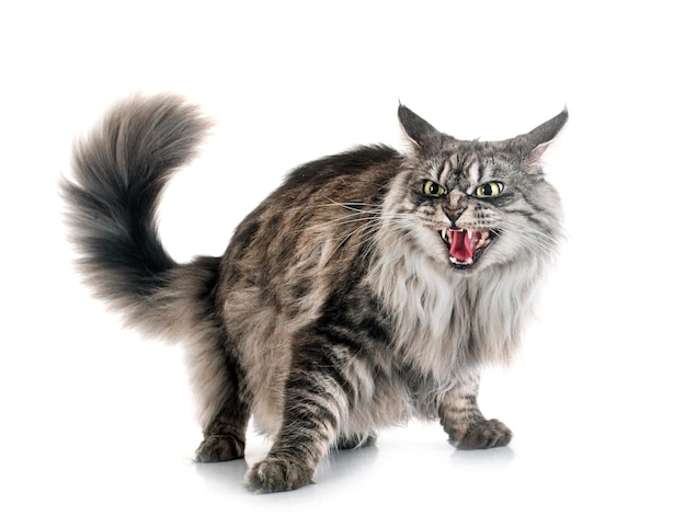 Maine coon cat