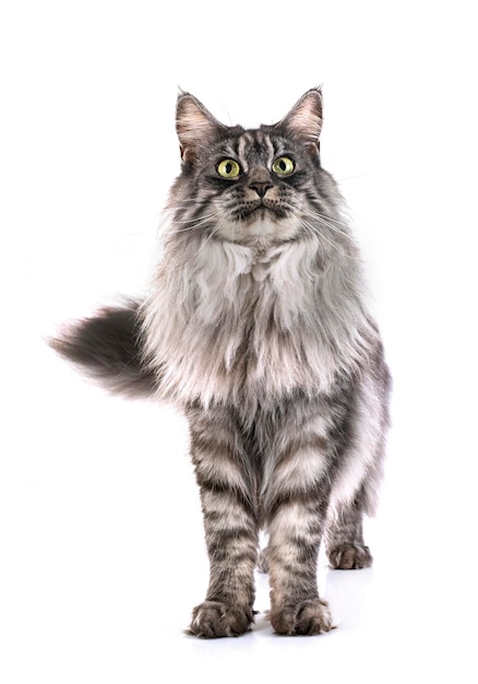 Maine coon cat