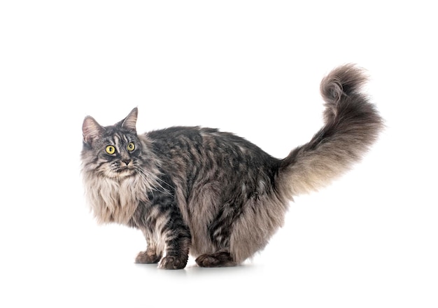 Maine coon cat