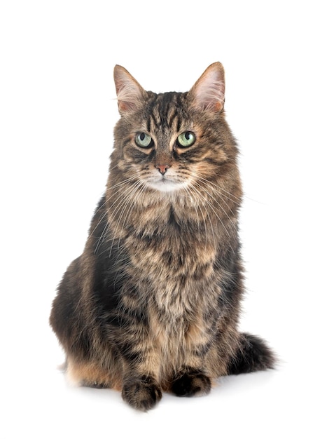 Maine coon cat