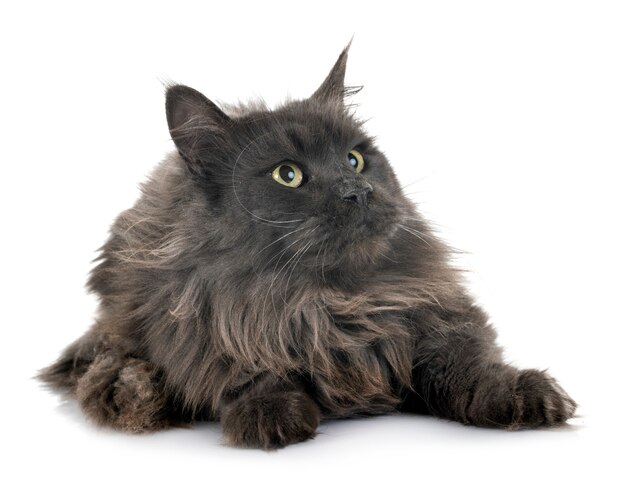 maine coon cat