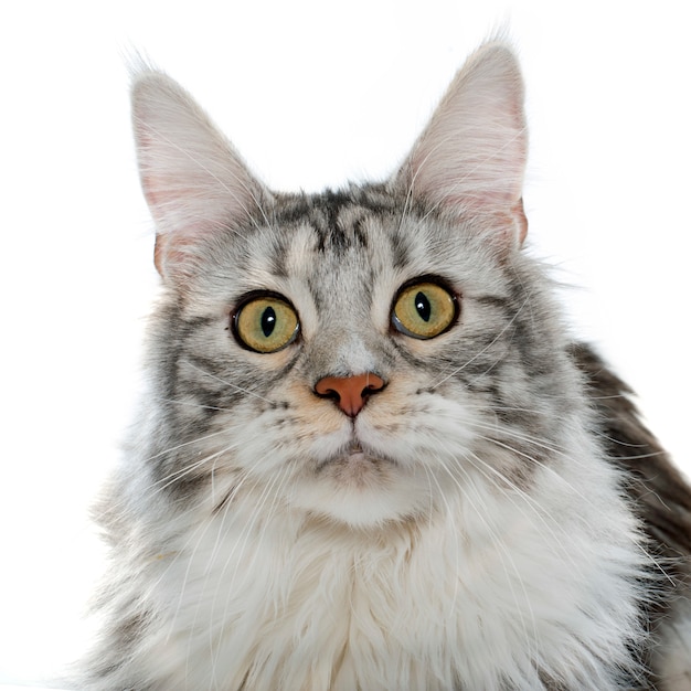 maine coon cat