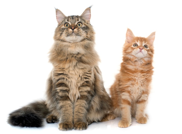 maine coon cats