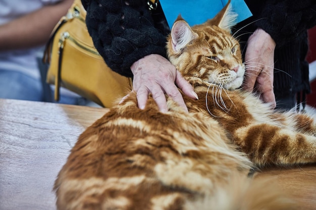 Maine Coon is native breed of American cats characterized by large size and impressive body weight