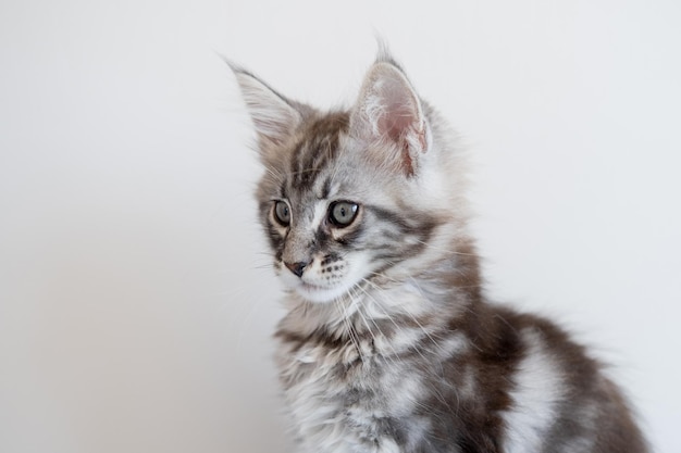 Maine Coon kitten on a beige background Pedigree cat is a pet