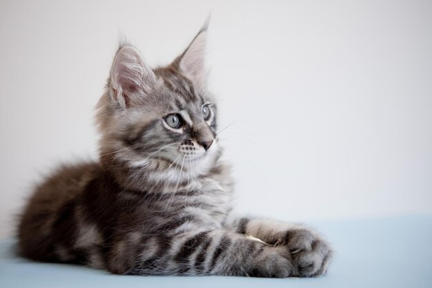 Maine Coon kitten on a beige background Pedigree cat is a pet