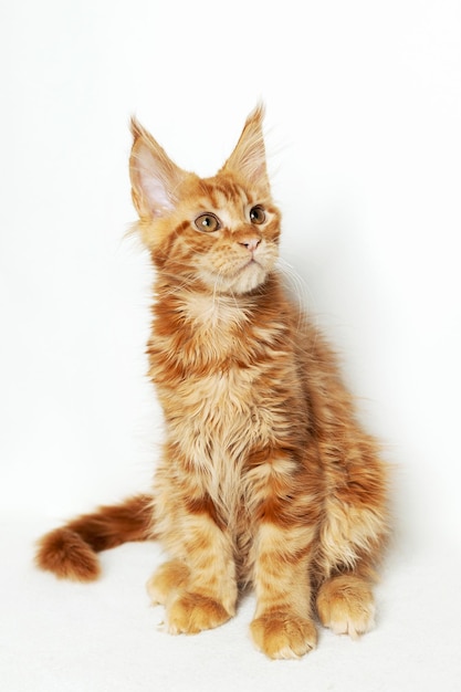 The Maine Coon kitten is red in color White isolated background