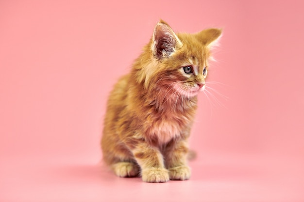 Maine coon kitten on pink background