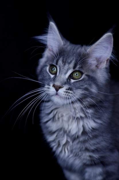 Maine Coon kitten, several months old, black-gray color on a black background.