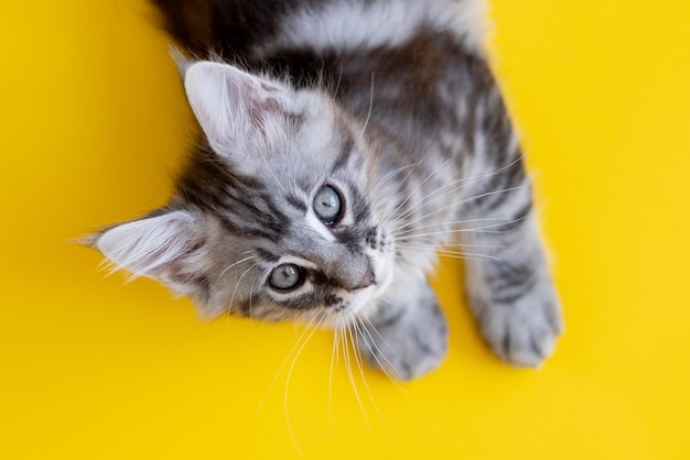 Maine Coon kitten on a yellow background Pedigree cat is a pet