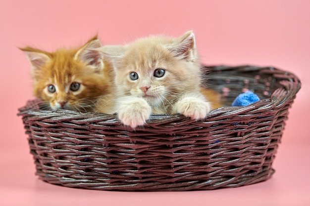 Photo maine coon kittens in basket