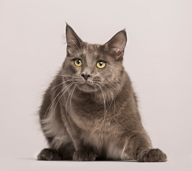 Maine Coon lying down looking up isolated on white