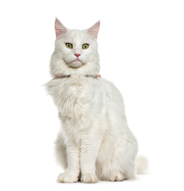 Maine Coon sitting in front of white surface