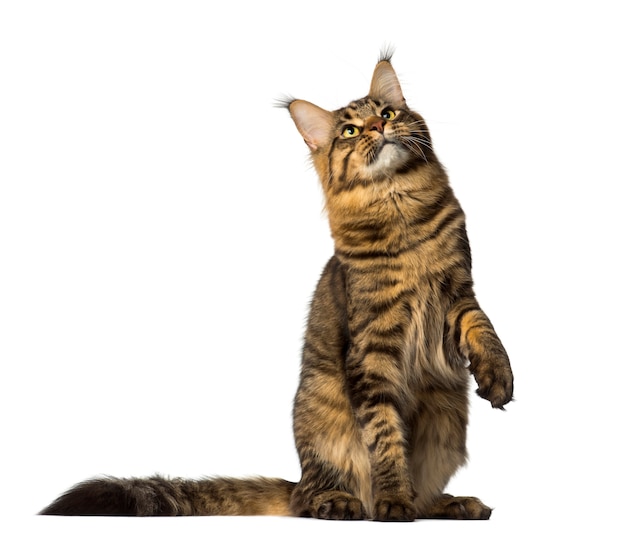 Maine Coon sitting and looking up