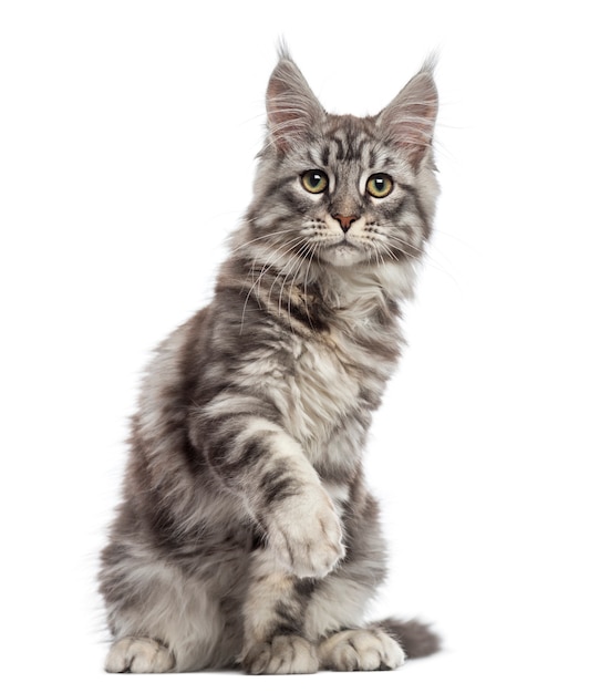 Maine Coon sitting, pawing and looking away