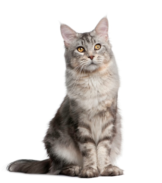 Maine Coon, standing in front of white background