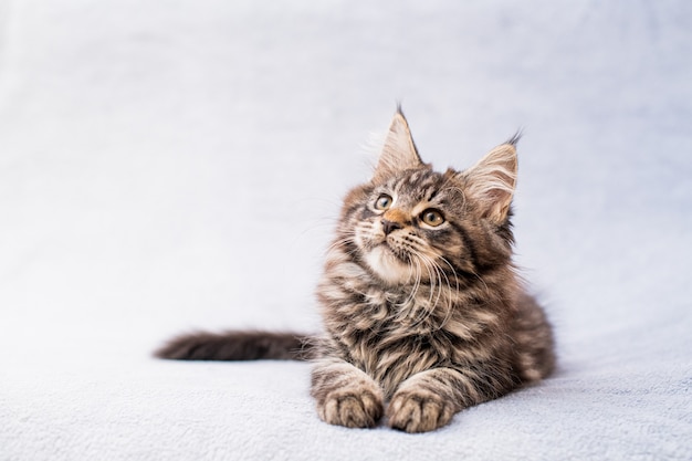 Maine Coon tabby kitten lies on a light fluffy blanket