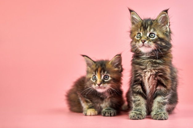 Maine coon tortoiseshell kittens on pink background