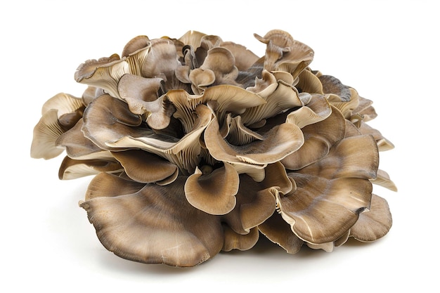 Maitake Mushroom isolated on white