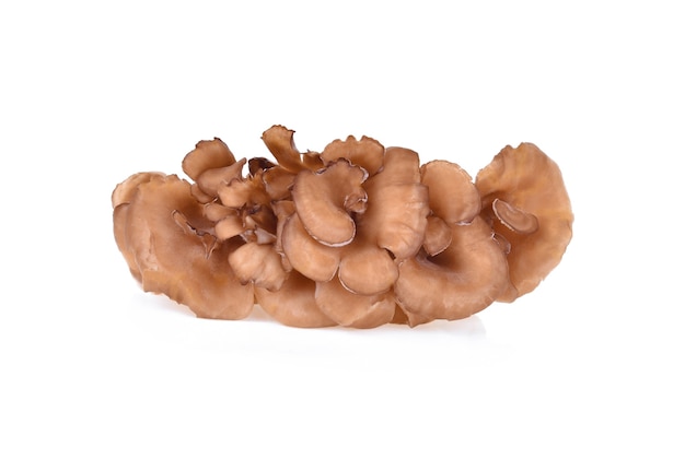 Maitake mushrooms isolated