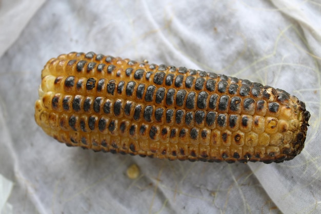 Photo maize corn corn or corncob