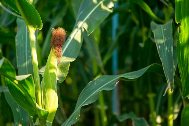 Maize flour has not yet been harvested. Still looks green and refreshing.