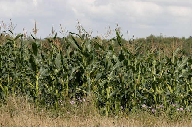 Maize, Mallow and Buttercups growing in a field in East Grinstead