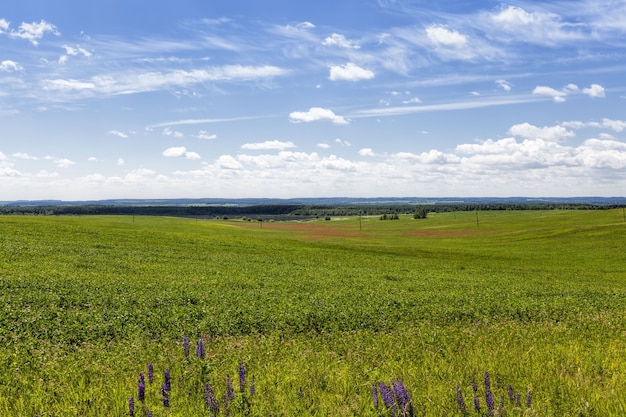 maize plants