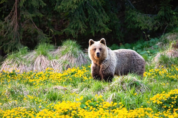 Majestic brown bear, ursus arctos, standing on a meadow with yellow flowers in spring. Powerful female animal looking to camera in summer with copy space.