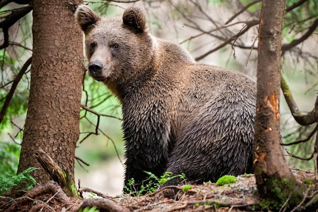 Majestic brown bear with wet fur sitting in forest and looking over shoulder