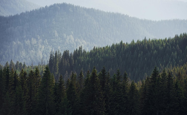 Majestic Carpathian Mountains Beautiful landscape of untouched nature