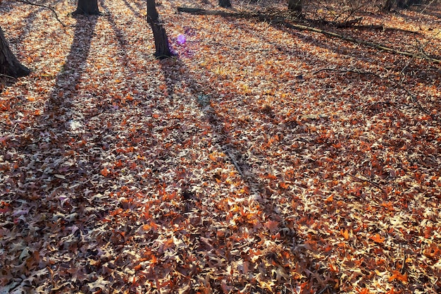 Majestic colorful forest with sunny beams natural park dramatic morning scene red autumn leaves carp