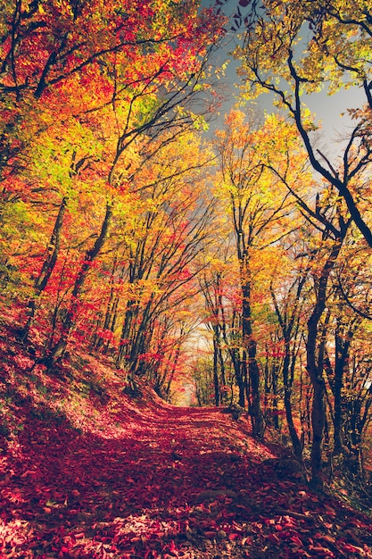 Majestic colorful forest