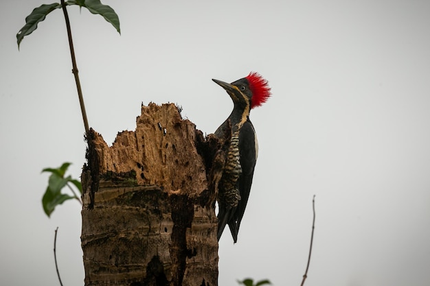 Majestic and colourfull bird in the nature habitat Birds of northern Pantanal wild brasil brasilian wildlife full of green jungle south american nature and wilderness