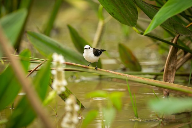 Majestic and colourfull bird in the nature habitat Birds of northern Pantanal wild brasil brasilian wildlife full of green jungle south american nature and wilderness