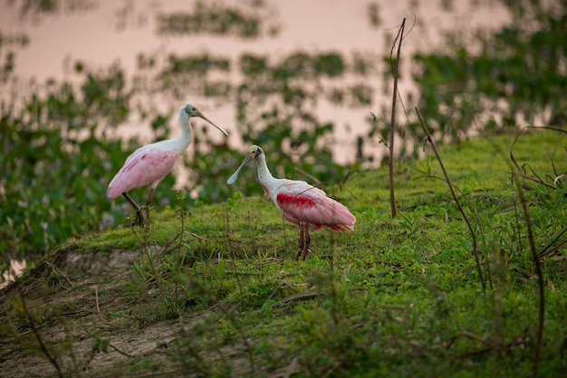 Majestic and colourfull bird in the nature habitat Birds of northern Pantanal wild brasil brasilian wildlife full of green jungle south american nature and wilderness